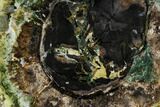 Green Petrified Wood Round - Hampton Butte, Oregon #114461-1